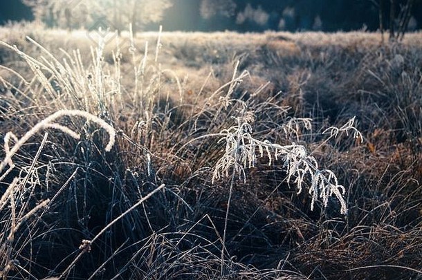 秋天的早晨，白霜覆盖了草地。