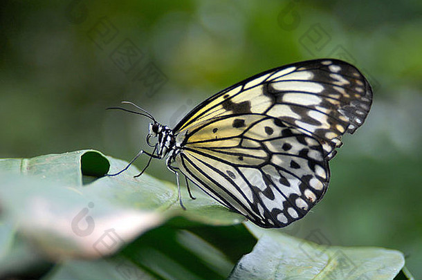 热带异国情调的亚洲白树仙女或纸鸢蝴蝶意念亮光坐在绿叶上
