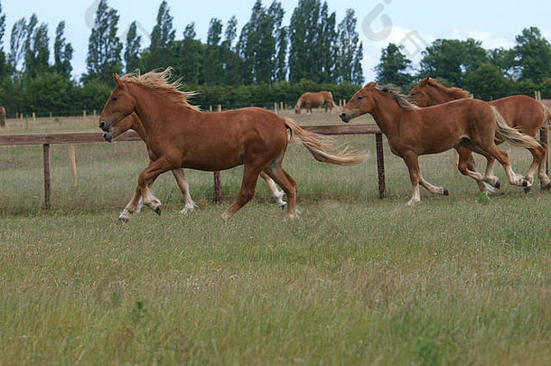一群年轻的萨福克冲锋马在围场里跑来跑去。