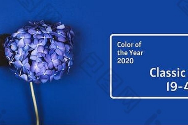蓝色的绣球花蓝色的时尚的背景展示颜色一年