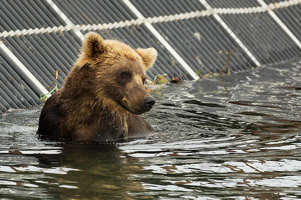 棕色（的）熊等待猎物千岛群岛湖
