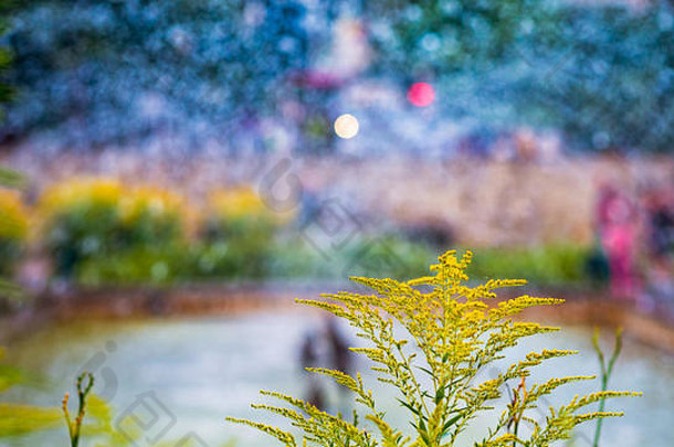 黄色的艾菊花背景模糊流喷泉水彩摘要图像