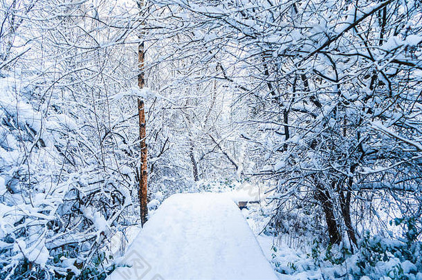 降雪后的森林木板路，冬天用厚厚的雪行走。伯恩斯沼泽，三角洲，公元前。美丽的雪林景色。
