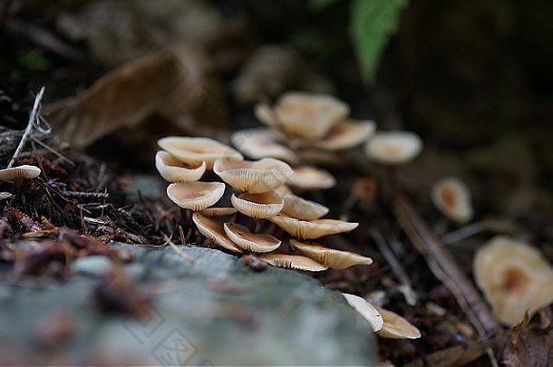 树皮上的野生蘑菇
