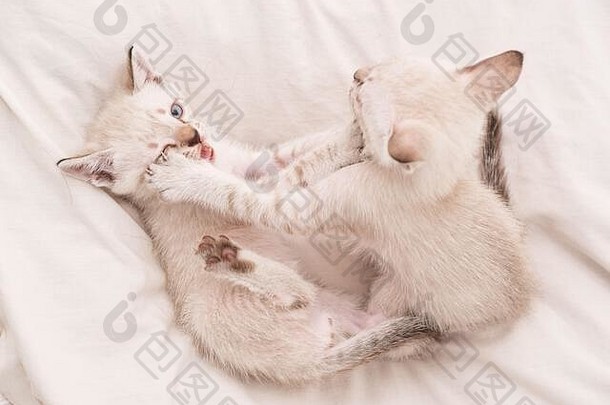 爱情和友谊。可爱的白色小猫，英国长毛猫。温柔和童年的概念。可爱的白色小猫相互玩耍。可爱的小猫们在白色毯子上休息。小猫。