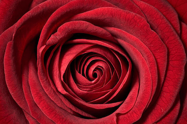 特写镜头美丽的红色的玫瑰完整的框架花背景