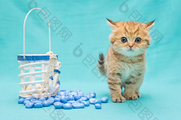 <strong>小猫英国</strong>大理石海玩具蓝色的背景