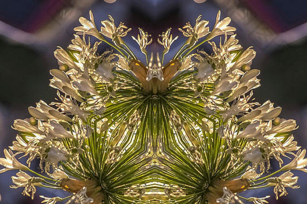 全景画框加利福尼亚州白色花瓣形状的花卉反光设计