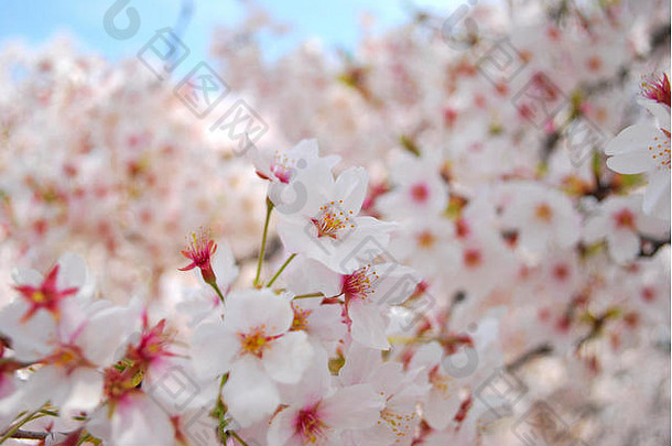 日本春季樱花盛开，象征着短暂的概念、短暂的自然、时间的流逝和其他抽象的观念。