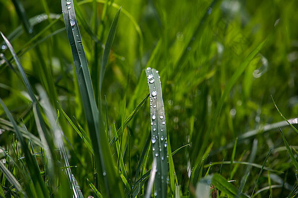 绿草上的水滴细节