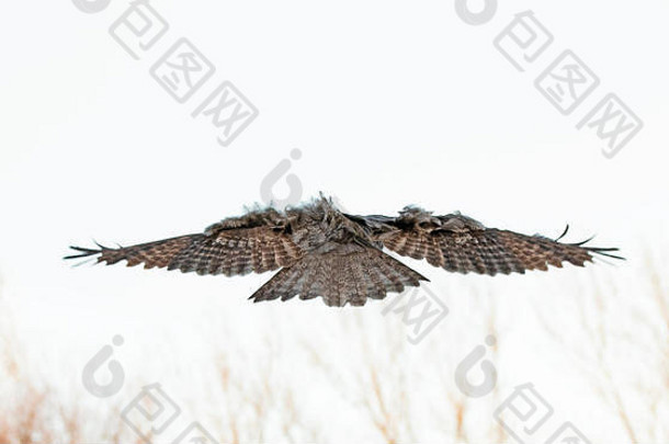 巨大的灰色猫头鹰，<strong>展翅飞翔</strong>，盘旋在加拿大一片白雪覆盖的田野上