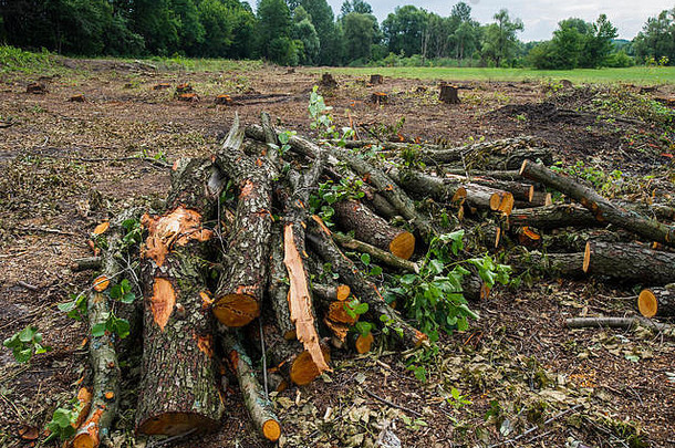 废弃的桤木原木被储存在草地上。砍伐森林，毁坏落叶林。砍伐有价值的树木
