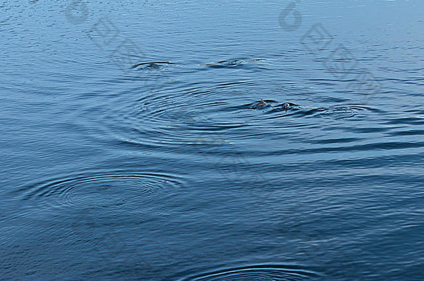 一群海豚在华盛顿的普吉特湾游泳玩耍