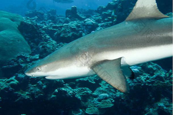 黑鳍礁鲨。密克罗尼西亚亚普岛眩晕处的鲨鱼潜水