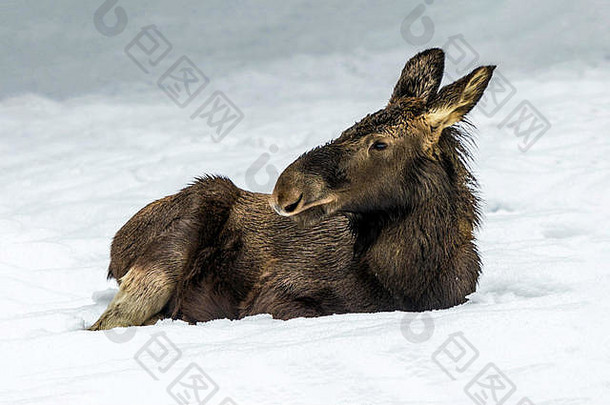 年幼美丽的欧亚驼鹿/麋鹿（Alces Alces）在仲冬坐在雪堆中