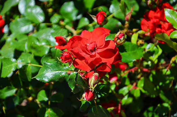 美丽的细节野生红色的玫瑰布什夏天太阳闪亮的花玫瑰伍迪常年开花植物属蔷薇属家庭蔷薇科