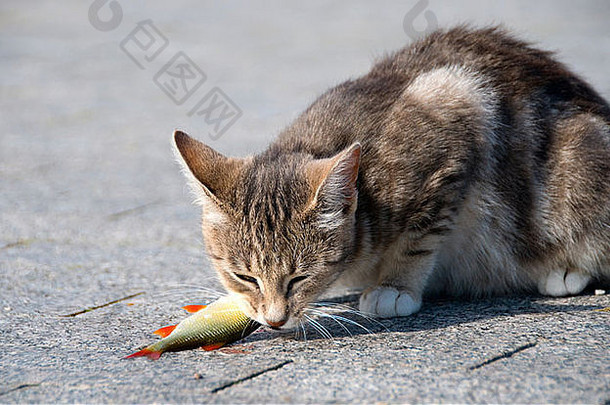 猫吃鱼