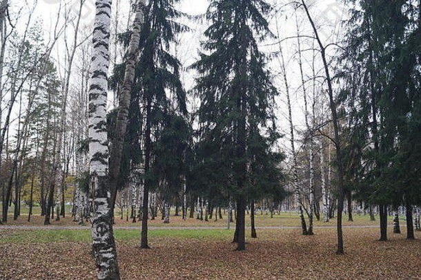 城市公园秋天西伯利亚恶劣天气结束10月