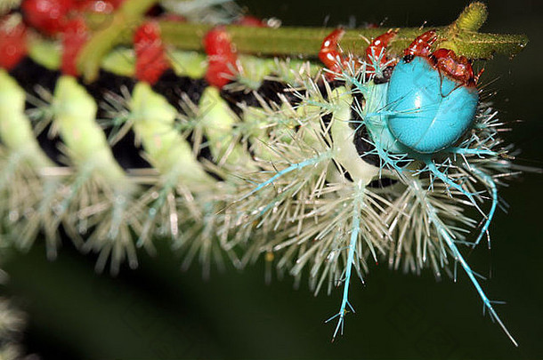 秘鲁亚马逊河中一种明亮的蓝红色带刺毒毛虫