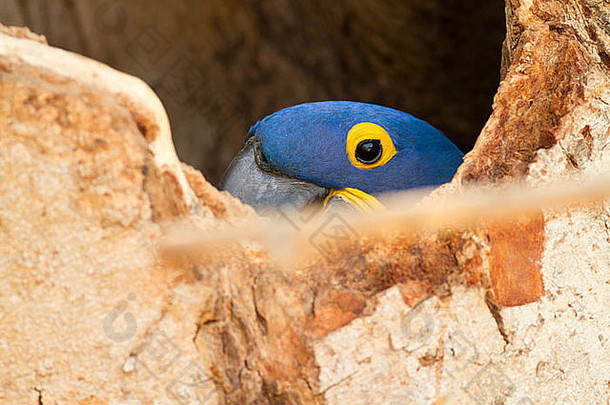 风信子金刚鹦鹉在巴西潘塔纳尔从巢中窥视