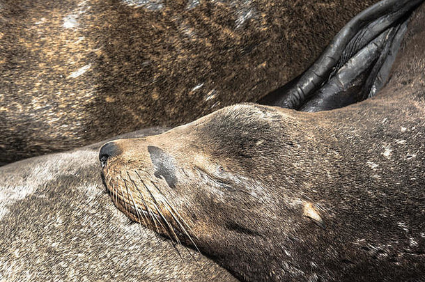 睡在加州圣克鲁斯的海狮