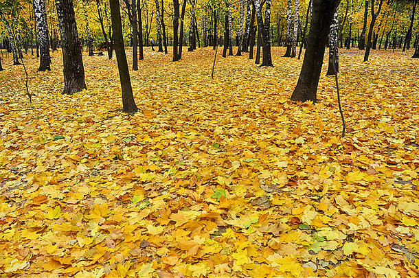秋天公园落叶的时候。十月落叶的背景。