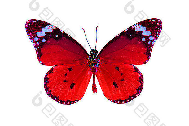 美丽的平原老虎蝴蝶达那俄斯chrysippus过程颜色孤立的白色