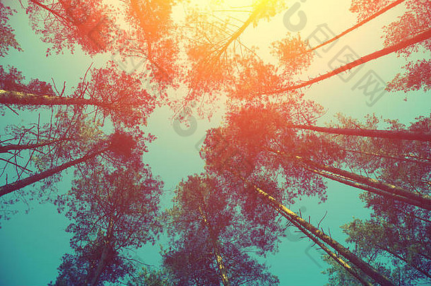古董框架树日落春天松森林晚上的角度来看视图松树蓝色的天空太阳