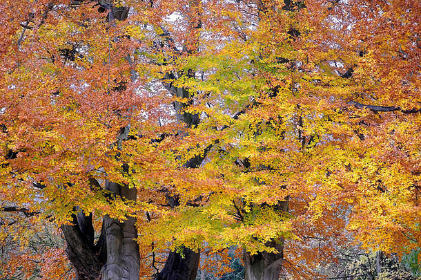 浓密的树叶覆盖着的树木，秋天的色彩很浓