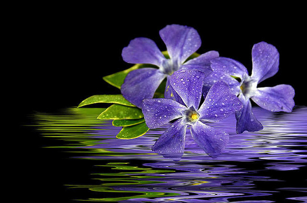 紫色桃金娘花的特写镜头，水滴在黑色的水面上反射。