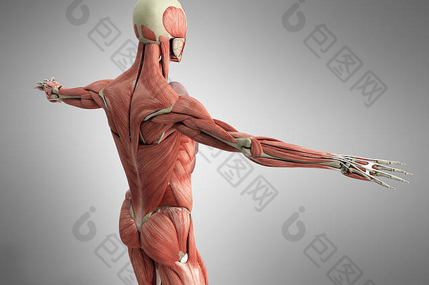 基于灰度的人体肌肉解剖三维渲染