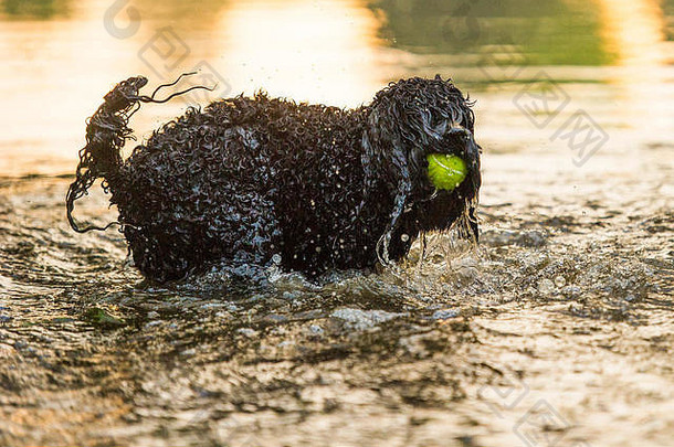 伦敦的山洪暴发形成了一个游泳池，供狗在伦敦公园玩耍