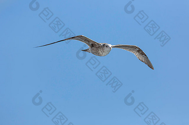 飞行中的海鸥，直视摄像机。光穿过羽毛