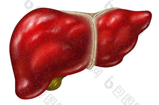 人类肝身体部分孤立的白色背景瘿膀胱医疗健康护理概念消化系统解剖学至关重要的器官消化功能解毒健康的腺