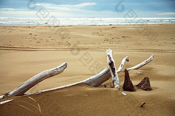 漂移木坚持沙子porangahau海滩