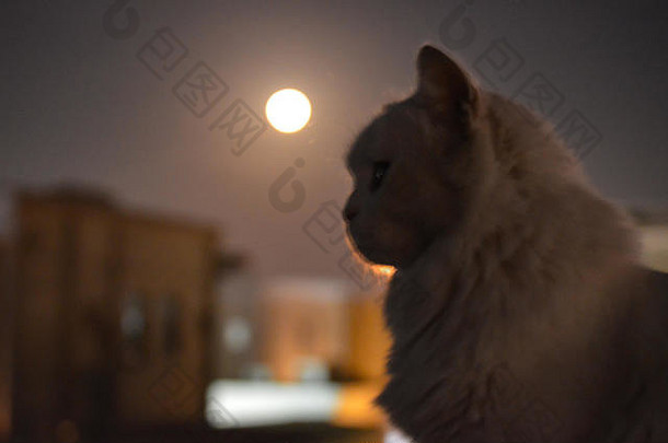 夜晚，一只白猫站在屋顶上，带着一轮美丽的月亮。