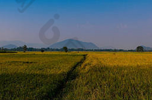 奥里萨邦的稻田。