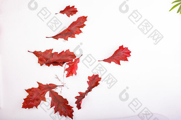 干棕色（的）红色的紫色的橡木叶子白色背景秋天平背景平躺前视图复制空间