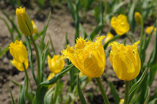 春天郁金香鲜艳的黄色花朵