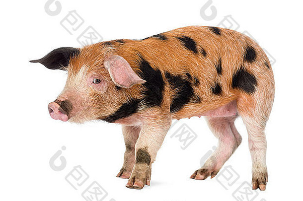 牛津大学桑迪黑色的小猪周相机站前面白色背景