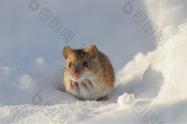 条纹场鼠标雪阳光明媚的冬天一天