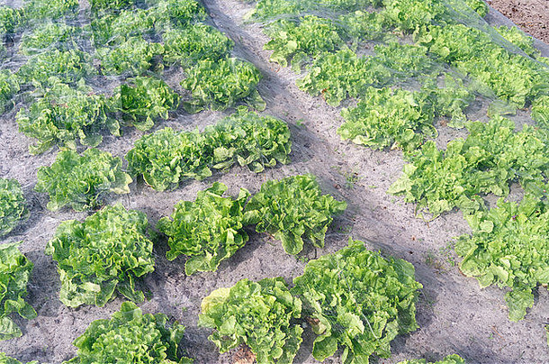 生菜植物保护网eenbiologische蔬菜花园福尔斯霍滕荷兰