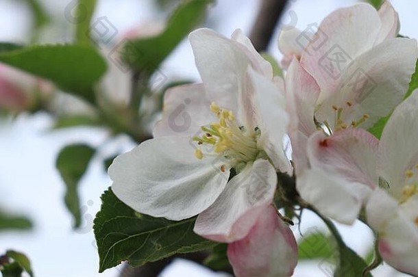 早春的白色樱花和照片其余部分的模糊背景