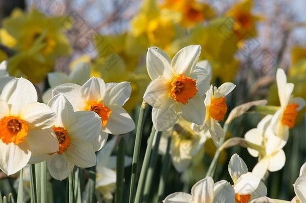 黄色的水仙花那喀索斯开花萨罗普羊春天阳光