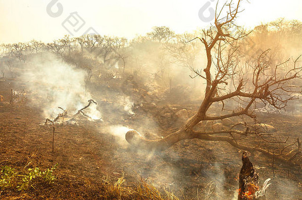 南非有烟雾的森林大火。旱季发生危险火灾。柔和的阳光。荒野被烧毁的非洲景观。