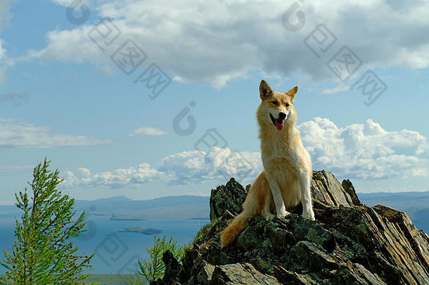 一只红白相间的狗正望着山间浓密的云海