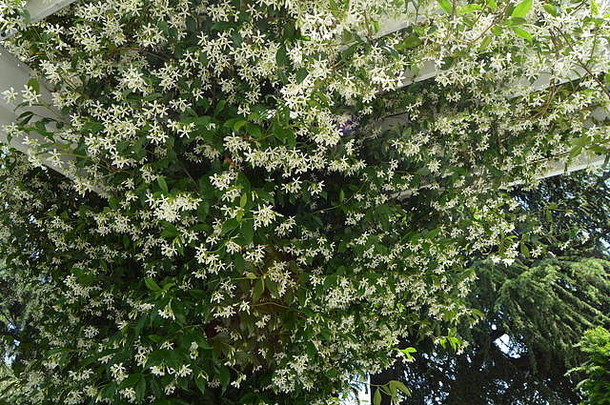 在花园里一个阳光明媚<strong>的</strong>夏日，美丽<strong>的</strong>白色茂盛铁线莲树枝在一个白色<strong>的</strong>木制棚架上攀爬在蓝天上。
