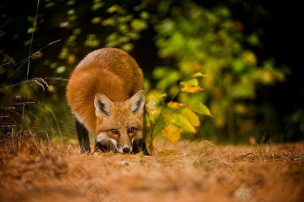 红色的狐狸嗅探地面