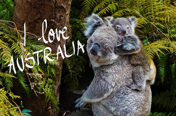 澳大利亚考拉熊是一种土生土长的动物，背上有一个婴儿，我喜欢澳大利亚的文字