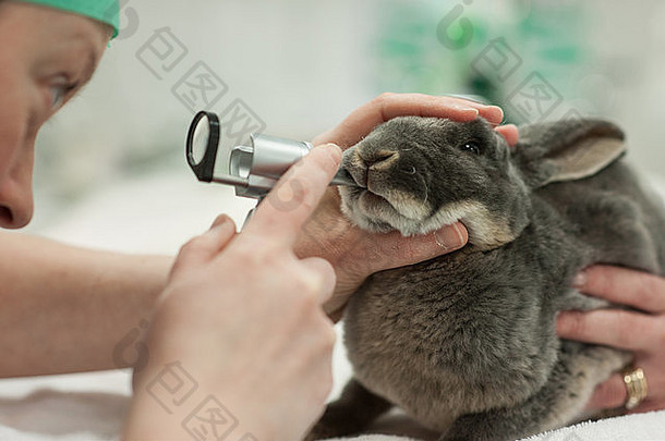 兔子兽医牙科健康检查auroscope